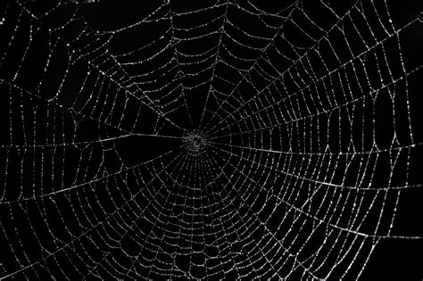 64 Spider Web Background