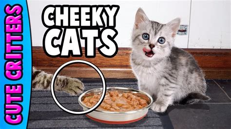 Cheeky Cats Compilation Hilarious Cute Kittens Funny Moments Best