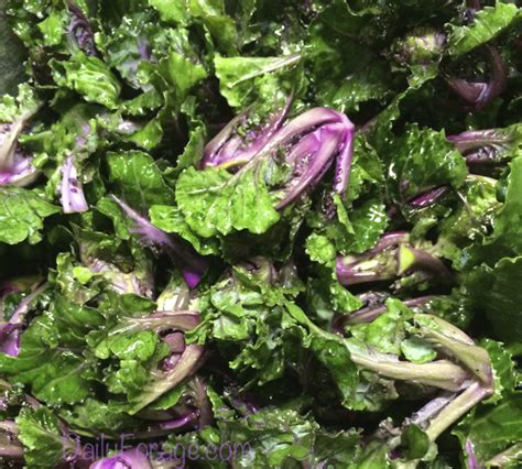 Kale Sprouts A New Cruciferous Vegetable