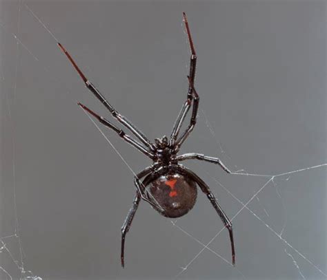 Even if female redbacks are hungry they will not eat males until after they've mated. Systems - BLACK WIDOW SPIDER (Latrodectus Mactans)
