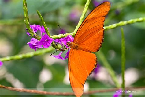 Julia Heliconian Singapore Geographic