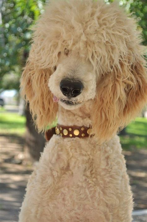 Pin By Carolyn Emery On Adorable Poodle Haircut Standard Poodle