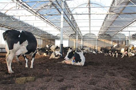 2 Best Practices For Cow Housing In Dairy Farming Powergotha