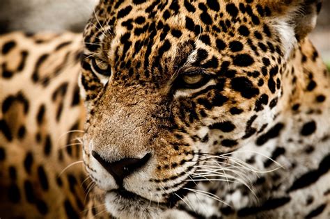 Jaguar Fondo De Pantalla Hd Fondo De Escritorio 2048x1365