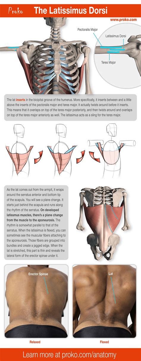 We'll start with the two largest muscles of the back musculature. Anatomy of the Human Body for Artists Course | Anatomy reference, Body anatomy, Human body anatomy