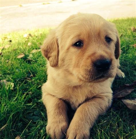 2020 popular 1 trends in beauty & health, men's clothing, jewelry & accessories, education & office supplies with golden lab and 1. Golden Retriever/Fox red lab puppies | Dorchester, Dorset ...