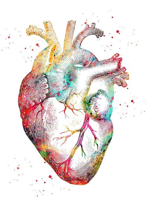 Human Heart Art Human Art Anatomical Heart Drawing Heart Artwork
