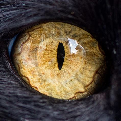 Pet Photographer Andrew Marttila Takes Close Up Photos Of The Cat Eye