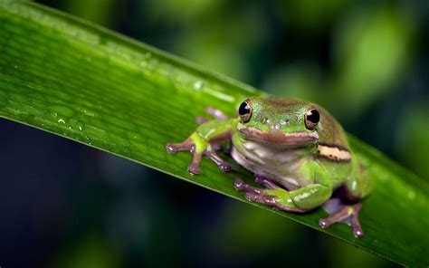 Beauty Cute Amazing Animal Animal Green Frog On Green Leaf