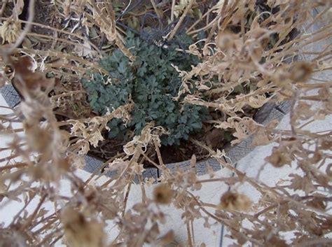 They will grow back and your plant won't look dead in the middle. many people buy mums in the fall thinking the plants are annuals. How to Grow Chrysanthemums