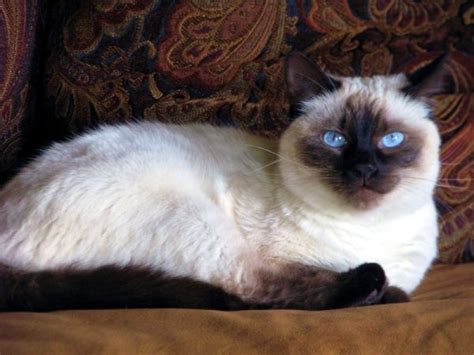 Balinese Cat With Seal Points ️ Balinese Cats Pinterest