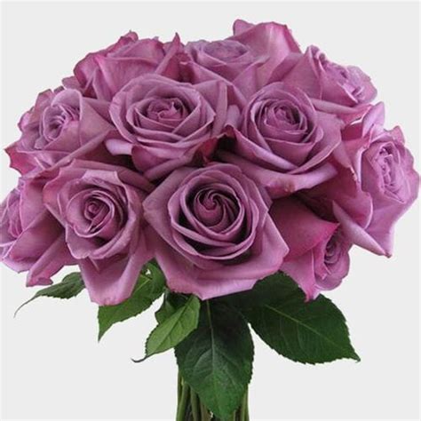 Rose Deep Purple 50cm Wholesale Blooms By The Box