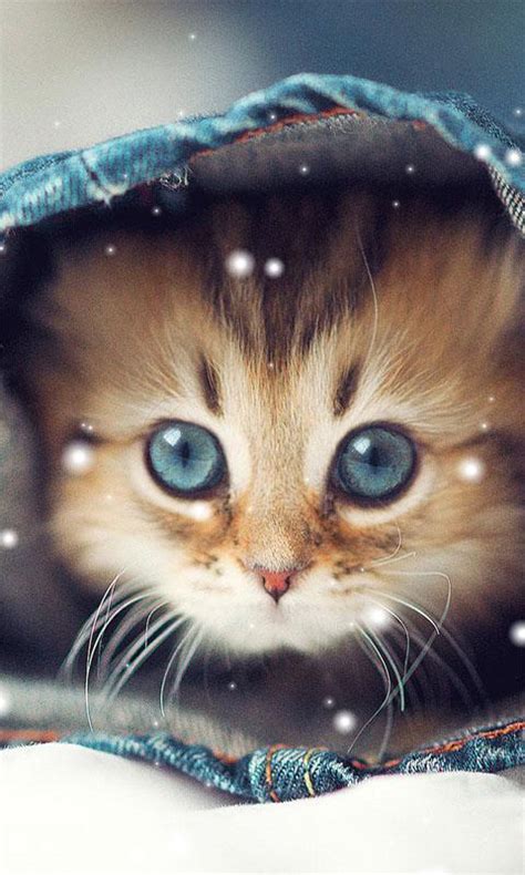 Choose from a curated selection of cat wallpapers for your mobile and desktop screens. Cute Cat Wallpapers for Android - APK Download
