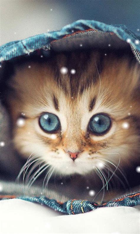 The great collection of cute cats wallpaper for desktop, laptop and mobiles. Cute Cat Wallpapers for Android - APK Download