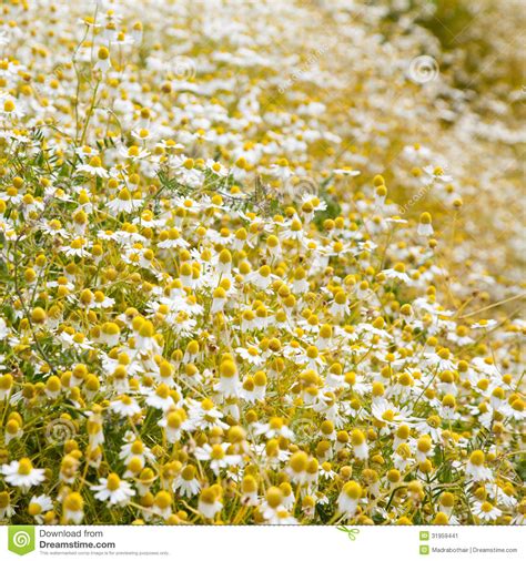 Field Of Camomile Flowers Stock Image Image Of Nature 31959441
