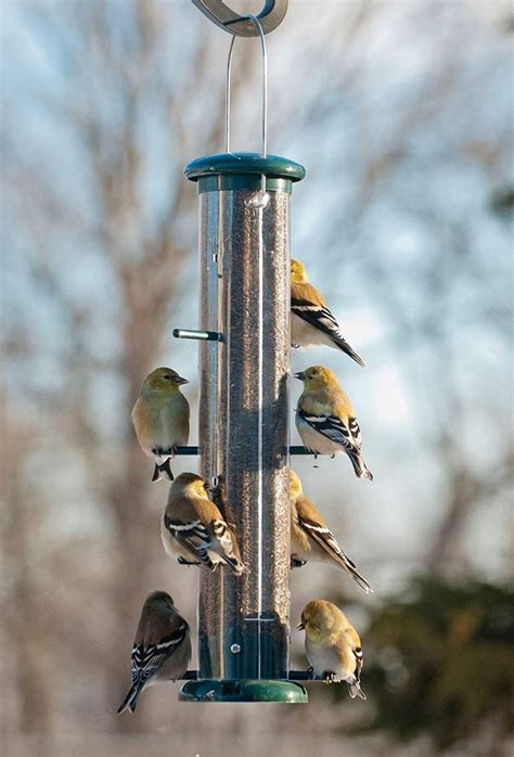 Choose The Best Nyjer Feeders To Attract Finches Birds And Blooms