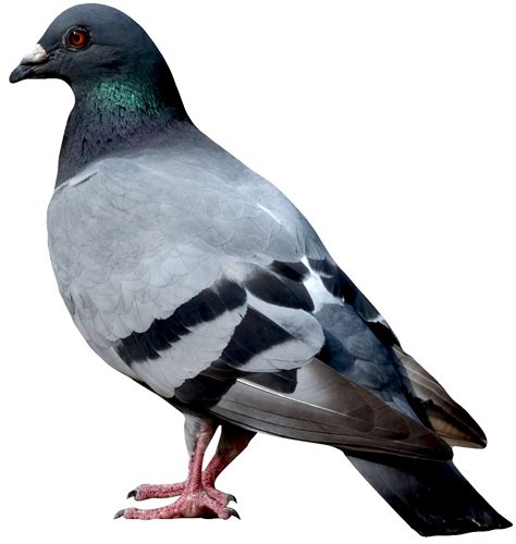 Pigeon Png Images Transparent Free Download