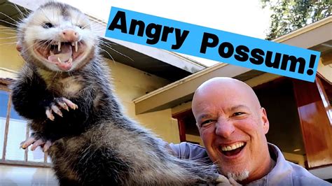 Angry Possum Youtube