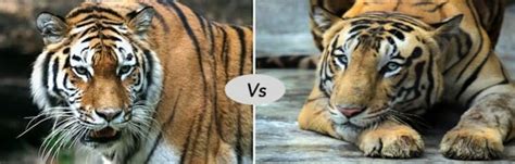Siberian Tiger Vs Bengal Tiger Fight Comparison Who Will Win