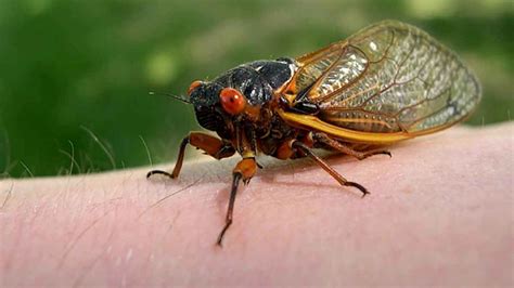 Are you looking for cicada sound sound templates? Cicada Sound - Orange Free Sounds - YouTube
