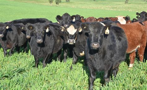 Australian Beef A Leader In Environmental Credentials The Land Nsw