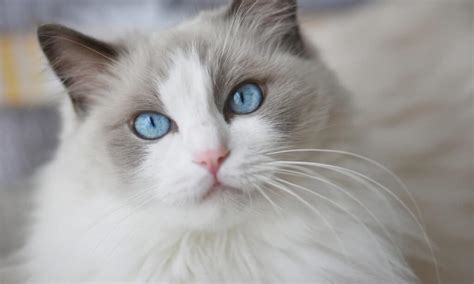 Ragdoll Vs Snowshoe What Are The Differences A Z Animals