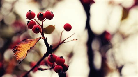 Wallpaper Red Berries Twigs Leaf Hazy 2560x1600 Hd Picture Image