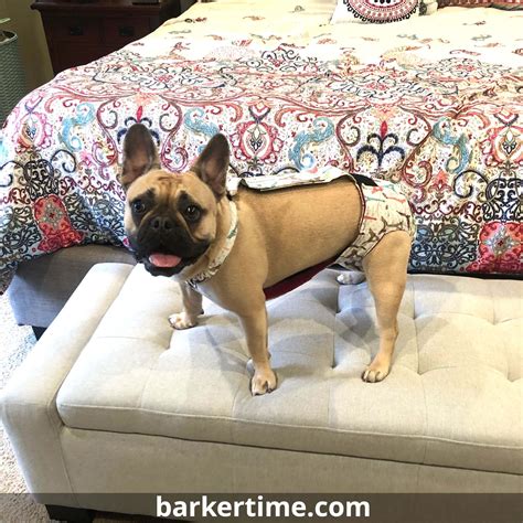 A sensitive, irritated baby bottom is no aquaphor baby diaper rash cream chances are you've used this trusted skincare brand, which is. Barkertime Paris Eiffel Tower on Cream Escape-Proof ...