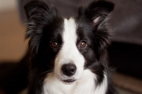 15 Signs You Are A Crazy Border Collie Person Page 5 Of 5 Pettime