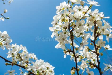 Flowering Cherry Against A Blue Sky Cherry Blossoms Stock Photo