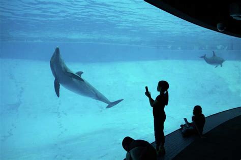 Dolphin Health And Welfare To Be Studied At Texas State Aquarium