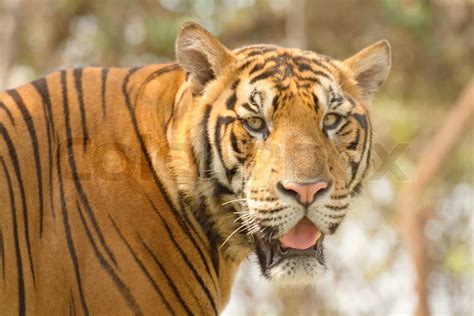Tiger Im Dschungel Stock Bild Colourbox
