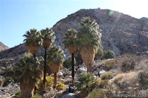 The 3 Mile Hike Visits A Palm Tree Oasis In The Desert On The North