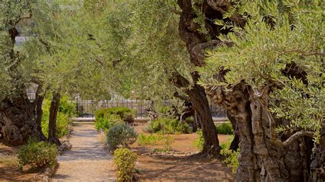 Garden Of Gethsemane Pictures View Photos And Images Of Garden Of Gethsemane
