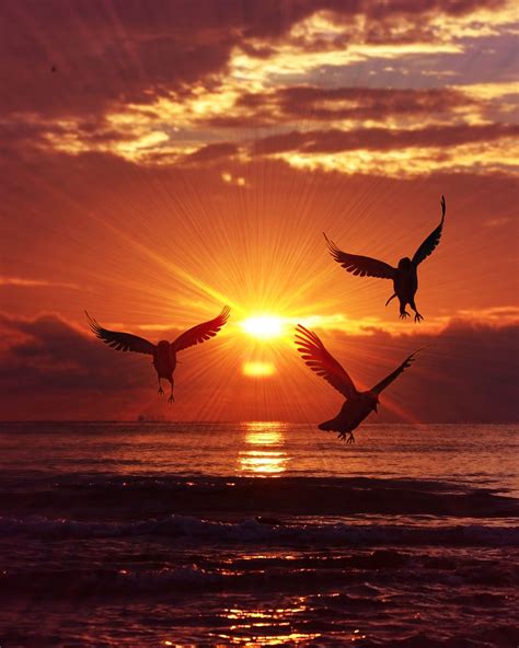 Hd Wallpaper Sunrise Birds Sea Sunset Nature Light Morning