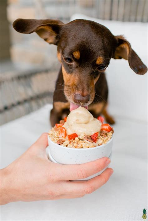 Learn How To Make This Easy Dog Friendly Ice Cream Sundae With Just A