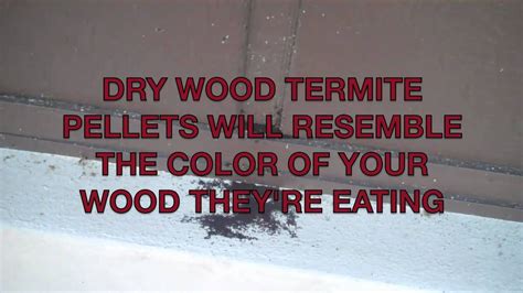 How corky's termite spot service works the spot treatment process entails drilling small holes into the wood, and then injecting a dry termiticide, termidor dry®. Spot treat your dry wood termites & Save $$$ with Nelsons Pest Control, ... | Wood termites ...