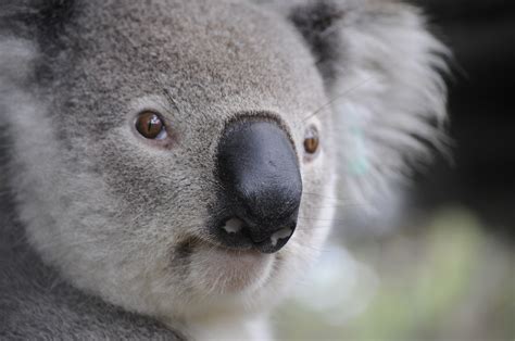 무료 이미지 자연 강아지 야생 생물 포유 동물 동물 상 닫다 오스트레일리아 척골가 있는 앞발 코알라 유대