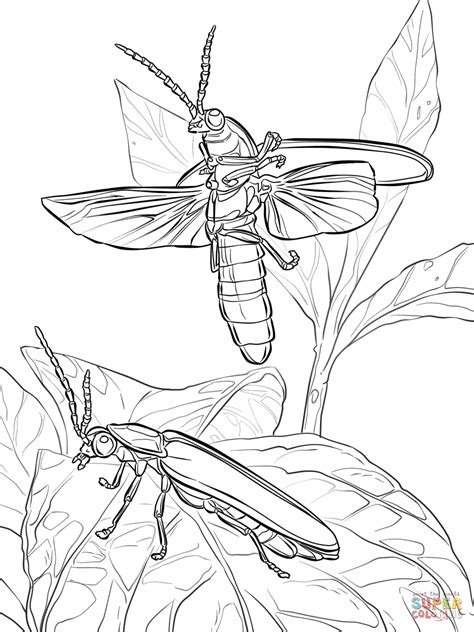 Some firefly coloring may be available for free. Common Eastern Fireflies coloring page | Free Printable ...