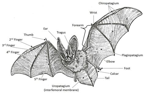 The General Anatomy Of A Bat Download Scientific Diagram