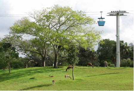 It carries passengers from the crown colony section of the park to the stanleyville section (or vice versa). Skyride at Busch Gardens Tampa