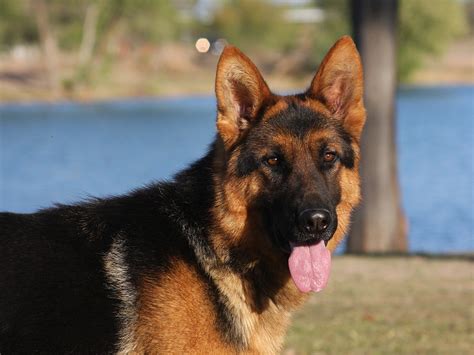 We strive to select the perfect families and homes for our puppies and dogs: Black and Red German Shepherd Dog for sale - ZAUBERBERG!