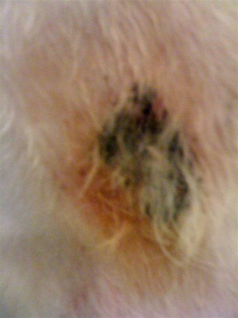 My Dog Golden Doodle Has A Raised Black Scab Like Area