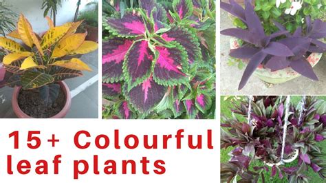 15 Beautiful And Colourful Leaves Plant Beautiful Leaf Plants Youtube