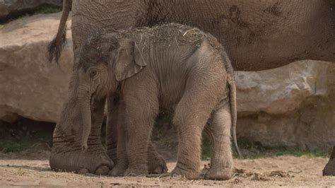 Elephant Gives Birth To Calf 3 Months After Due Date Youtube