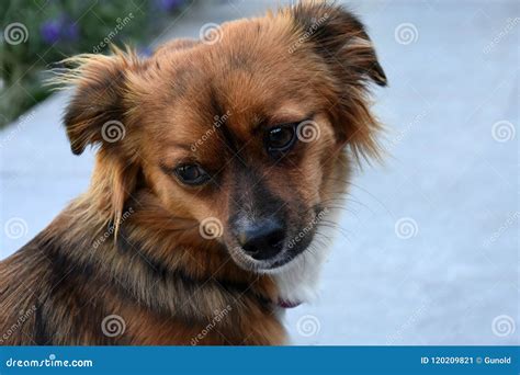 Little Puppy Dog With Big Astonished Eyes Stock Image Image Of Alert