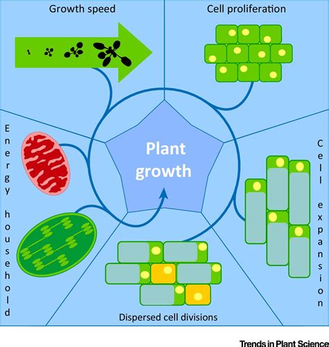 Plant Growth Beyond Limits Trends In Plant Science