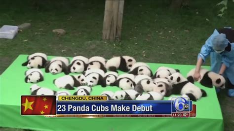 23 Adorable Baby Pandas Make Debut At China Center 6abc