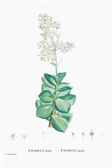 crassula lactea taylor s parches from histoire des plantes grasses 1799 by pierre joseph