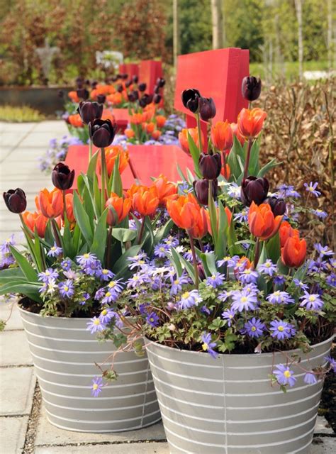 Planting Bulbs In Pots Overwinter Grow Spring Blooms This Fall